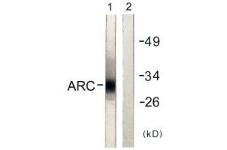 Western blot - ARC Antibody from Signalway Antibody (33325) - Antibodies.com