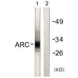 Western blot - ARC Antibody from Signalway Antibody (33325) - Antibodies.com