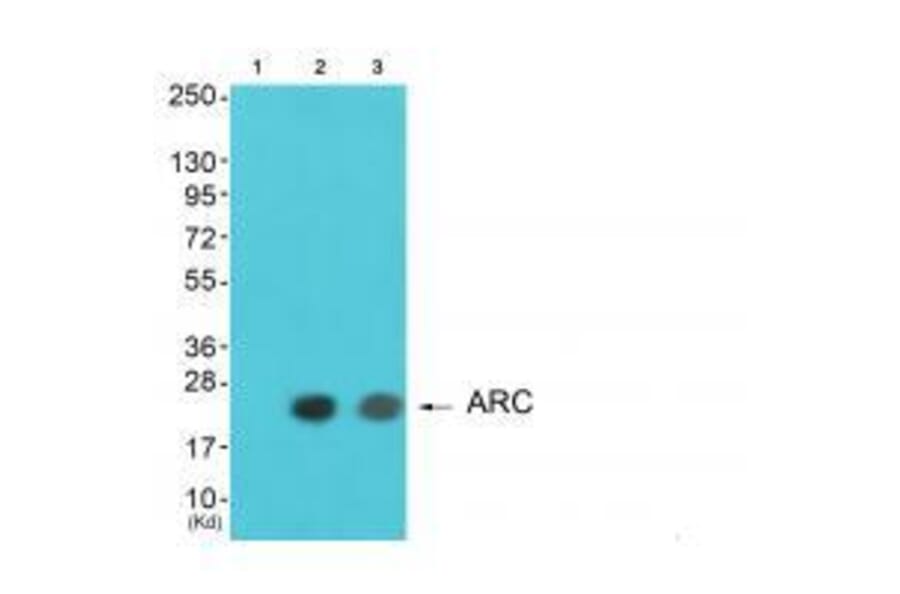 Western blot - ARC Antibody from Signalway Antibody (33325) - Antibodies.com