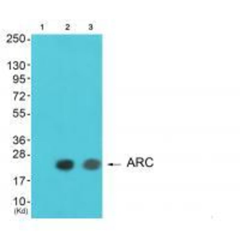 Western blot - ARC Antibody from Signalway Antibody (33325) - Antibodies.com