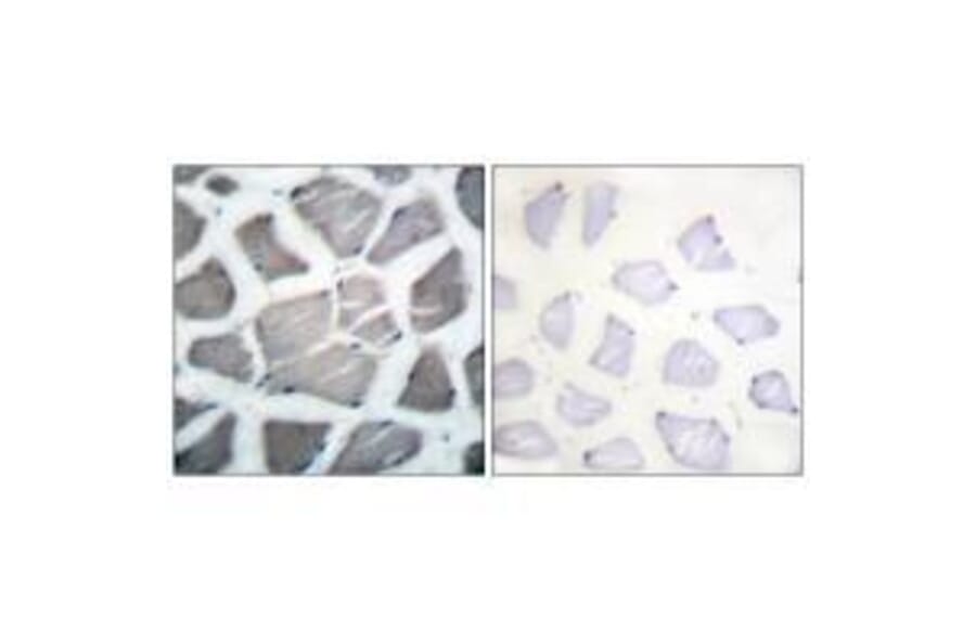 Immunohistochemistry - Bak Antibody from Signalway Antibody (33326) - Antibodies.com