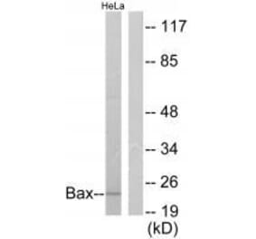 Western blot - Bax Antibody from Signalway Antibody (33327) - Antibodies.com