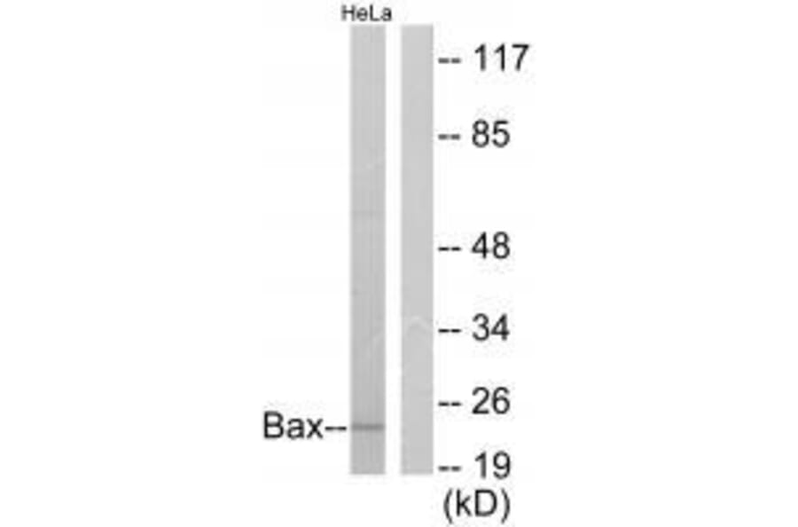 Western blot - Bax Antibody from Signalway Antibody (33327) - Antibodies.com