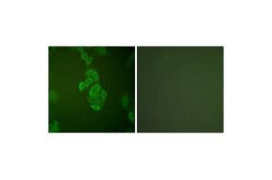 Immunofluorescence - NSE Antibody from Signalway Antibody (33451) - Antibodies.com