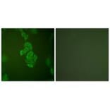 Immunofluorescence - NSE Antibody from Signalway Antibody (33451) - Antibodies.com