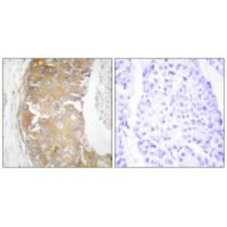 Immunohistochemistry - FRK Antibody from Signalway Antibody (33770) - Antibodies.com