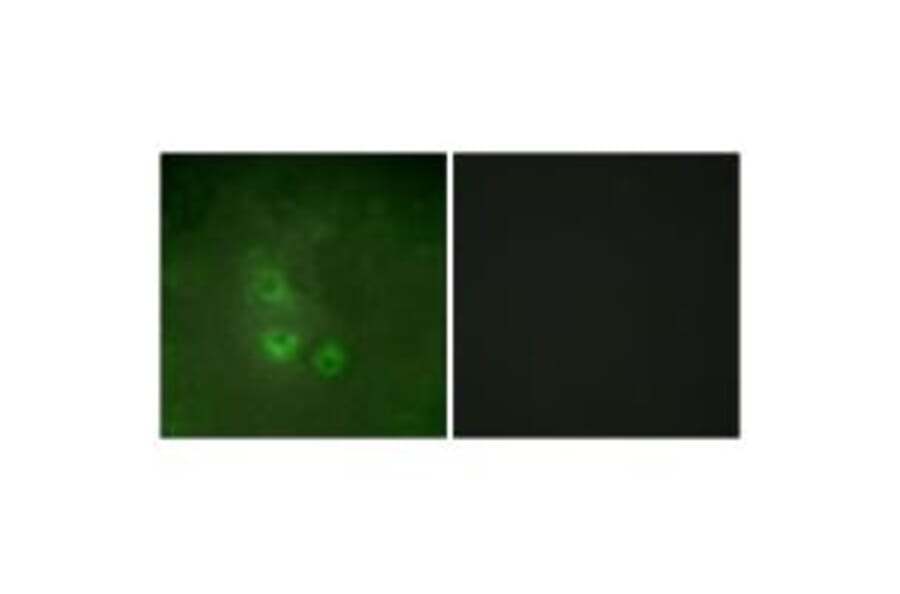 Immunofluorescence - FRK Antibody from Signalway Antibody (33770) - Antibodies.com