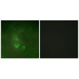 Immunofluorescence - FRK Antibody from Signalway Antibody (33770) - Antibodies.com
