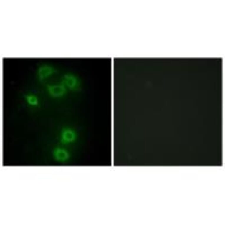 Immunofluorescence - BMX Antibody from Signalway Antibody (33798) - Antibodies.com