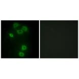 Immunofluorescence - BMX Antibody from Signalway Antibody (33798) - Antibodies.com