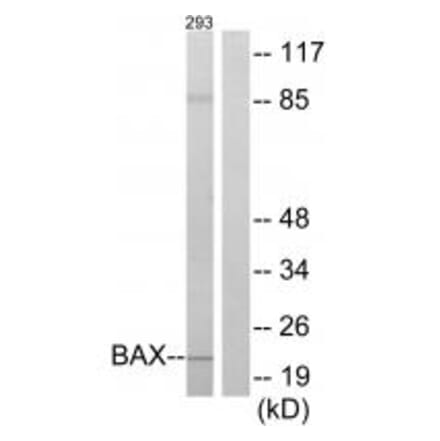 Western blot - BAX Antibody from Signalway Antibody (34260) - Antibodies.com