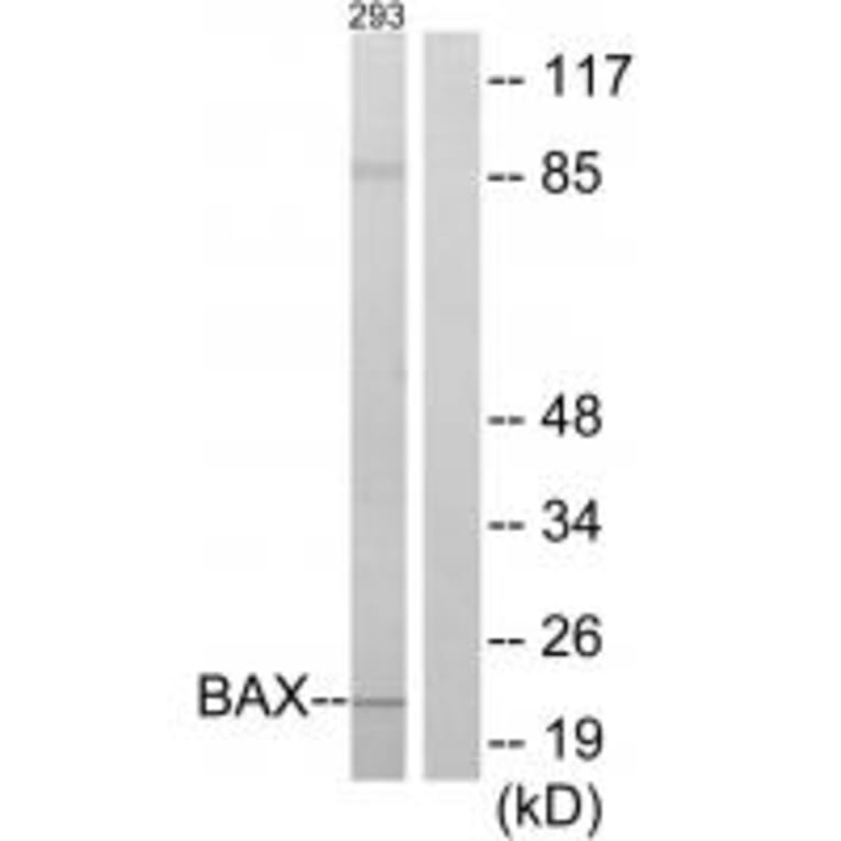 Western blot - BAX Antibody from Signalway Antibody (34260) - Antibodies.com