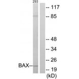 Western blot - BAX Antibody from Signalway Antibody (34260) - Antibodies.com