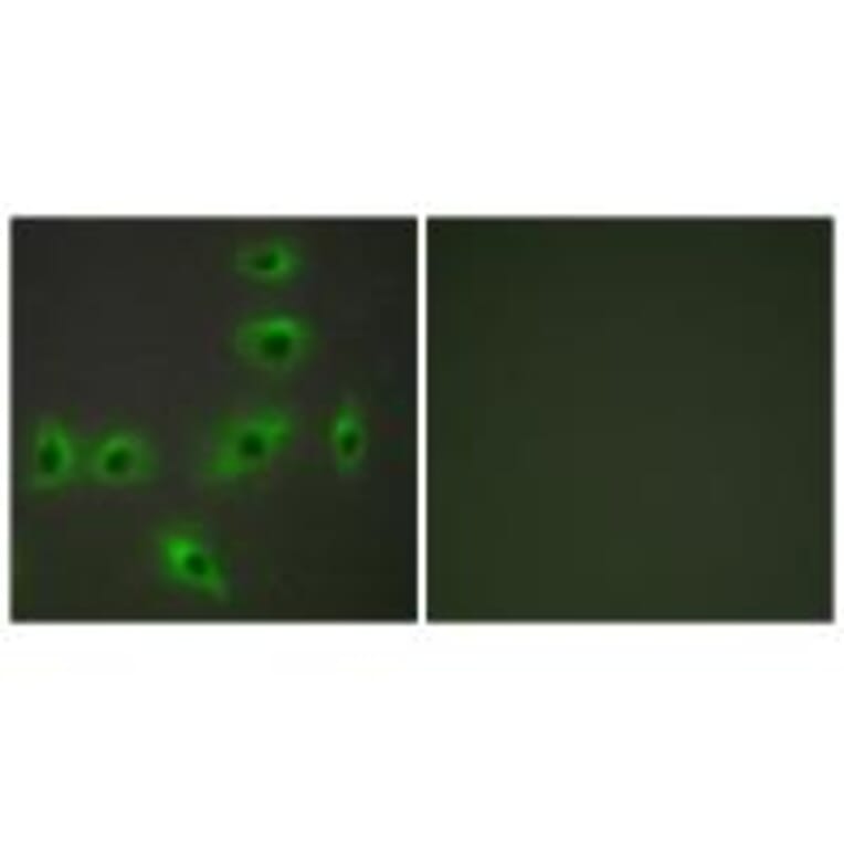 Immunofluorescence - BAX Antibody from Signalway Antibody (34260) - Antibodies.com