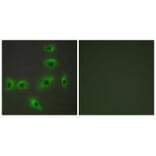 Immunofluorescence - BAX Antibody from Signalway Antibody (34260) - Antibodies.com