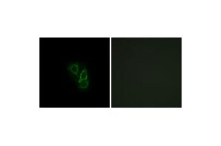 Immunofluorescence - RAD Antibody from Signalway Antibody (34723) - Antibodies.com