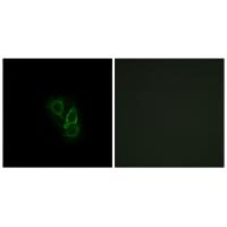 Immunofluorescence - RAD Antibody from Signalway Antibody (34723) - Antibodies.com