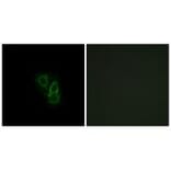 Immunofluorescence - RAD Antibody from Signalway Antibody (34723) - Antibodies.com