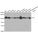Western blot - VCP antibody from Signalway Antibody (38469) - Antibodies.com