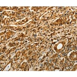 Immunohistochemistry - VCP antibody from Signalway Antibody (38469) - Antibodies.com