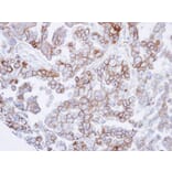 Immunohistochemistry - basic beta 2 syntrophin antibody from Signalway Antibody (22299) - Antibodies.com