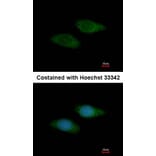 Immunofluorescence - basic beta 2 syntrophin antibody from Signalway Antibody (22299) - Antibodies.com