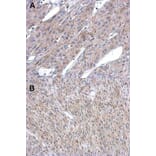 Immunohistochemistry - Argininosuccinate Lyase antibody from Signalway Antibody (22612) - Antibodies.com