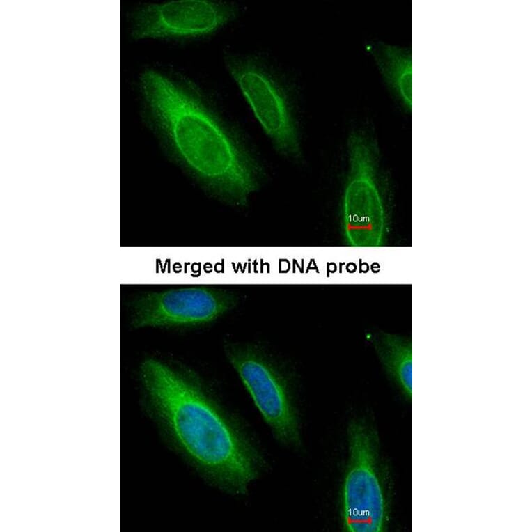 Immunofluorescence - Argininosuccinate Lyase antibody from Signalway Antibody (22612) - Antibodies.com