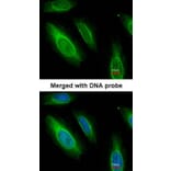 Immunofluorescence - Argininosuccinate Lyase antibody from Signalway Antibody (22612) - Antibodies.com