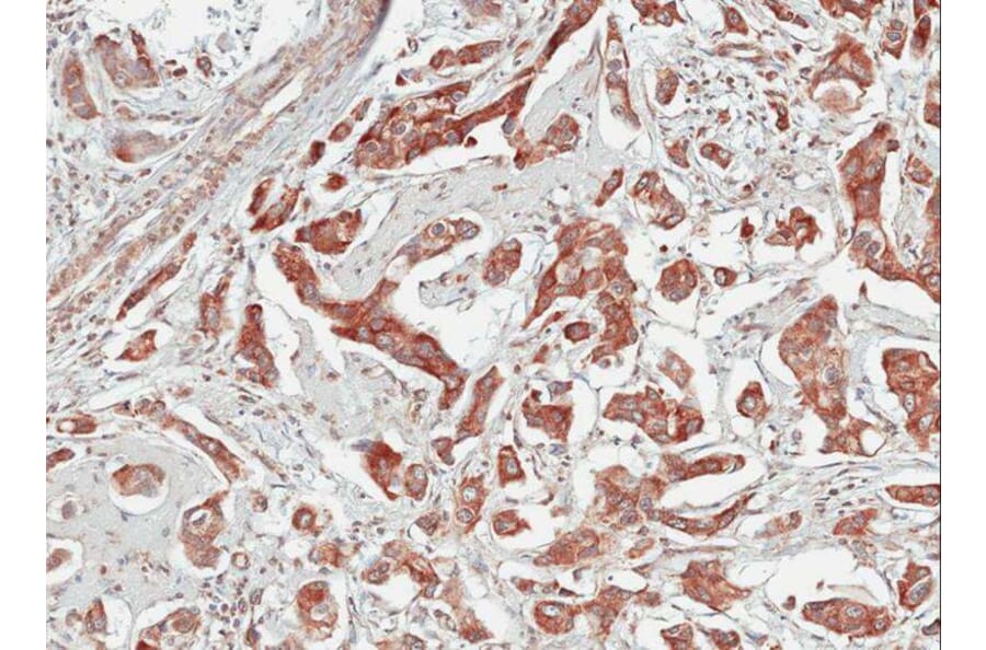 Immunohistochemistry - Tubby-related protein 1 antibody from Signalway Antibody (22789) - Antibodies.com