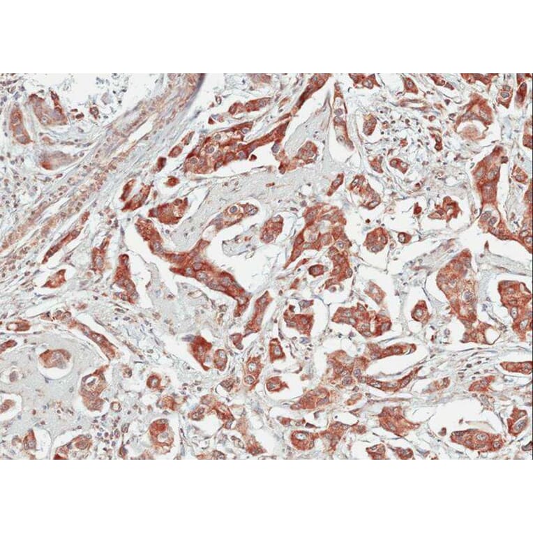 Immunohistochemistry - Tubby-related protein 1 antibody from Signalway Antibody (22789) - Antibodies.com