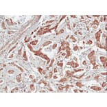 Immunohistochemistry - Tubby-related protein 1 antibody from Signalway Antibody (22789) - Antibodies.com