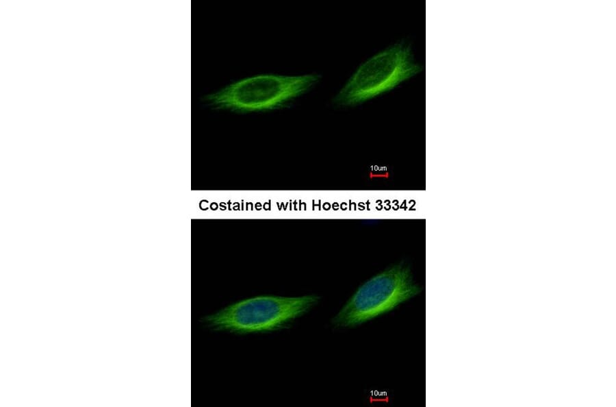 Immunofluorescence - Tubby-related protein 1 antibody from Signalway Antibody (22789) - Antibodies.com