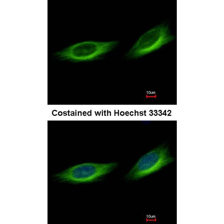 Immunofluorescence - Tubby-related protein 1 antibody from Signalway Antibody (22789) - Antibodies.com