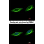 Immunofluorescence - Tubby-related protein 1 antibody from Signalway Antibody (22789) - Antibodies.com