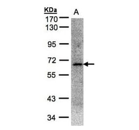 Transcription factor E3 antibody from Signalway Antibody (22888) - Antibodies.com