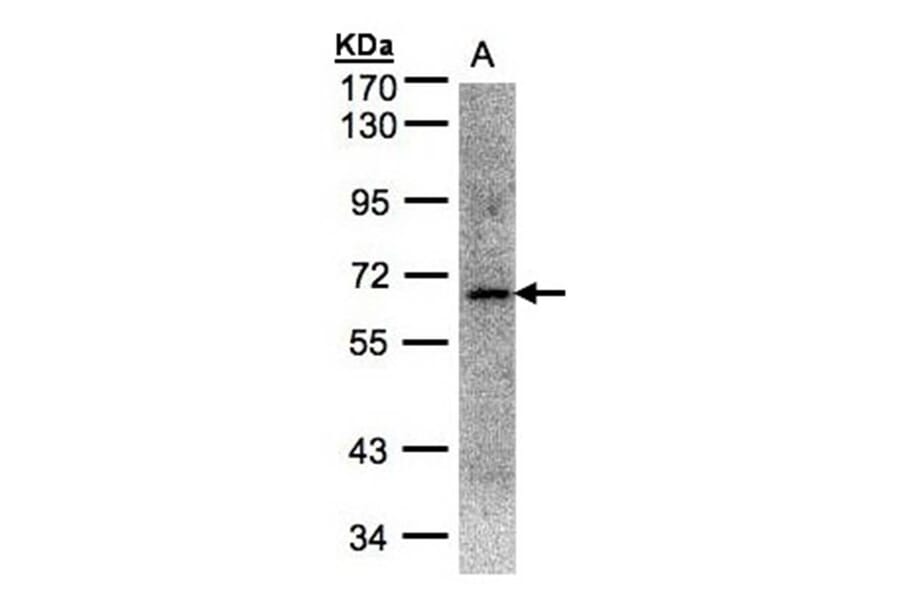 Transcription factor E3 antibody from Signalway Antibody (22888) - Antibodies.com