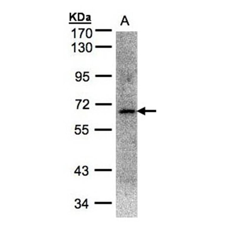 Transcription factor E3 antibody from Signalway Antibody (22888) - Antibodies.com