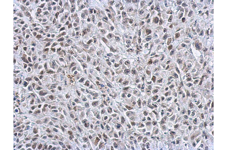 Immunohistochemistry - Transcription factor E3 antibody from Signalway Antibody (22888) - Antibodies.com