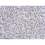 Immunohistochemistry - Transcription factor E3 antibody from Signalway Antibody (22888) - Antibodies.com