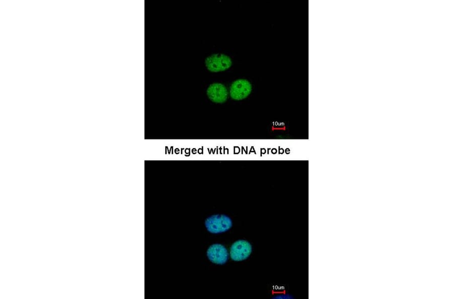 Immunofluorescence - Transcription factor E3 antibody from Signalway Antibody (22888) - Antibodies.com