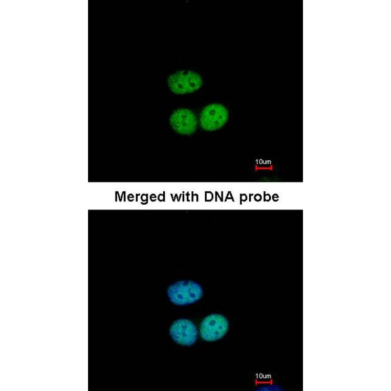 Immunofluorescence - Transcription factor E3 antibody from Signalway Antibody (22888) - Antibodies.com