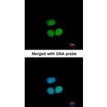 Immunofluorescence - Transcription factor E3 antibody from Signalway Antibody (22888) - Antibodies.com