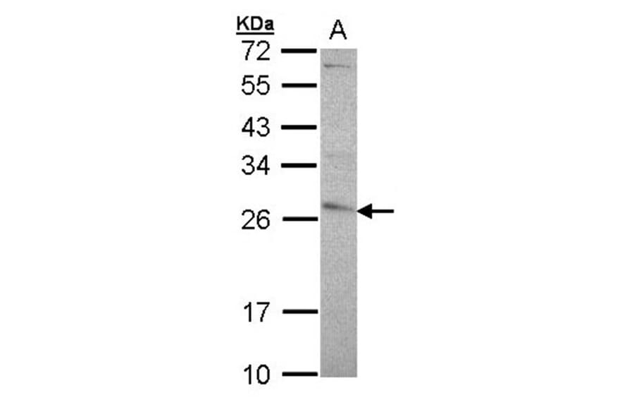 glutathione transferase antibody from Signalway Antibody (22923) - Antibodies.com