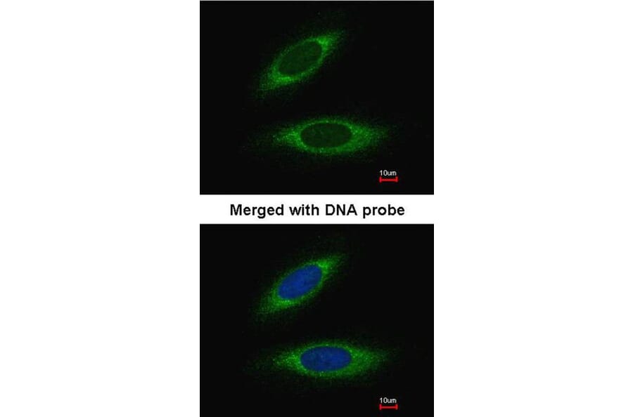 Immunofluorescence - glutathione transferase antibody from Signalway Antibody (22923) - Antibodies.com
