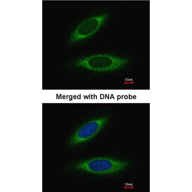 Immunofluorescence - glutathione transferase antibody from Signalway Antibody (22923) - Antibodies.com