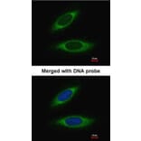 Immunofluorescence - glutathione transferase antibody from Signalway Antibody (22923) - Antibodies.com