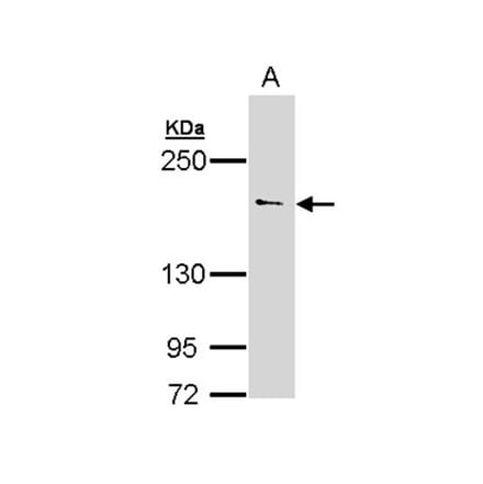 UNC13 (C. elegans)-like antibody from Signalway Antibody (23107) - Antibodies.com