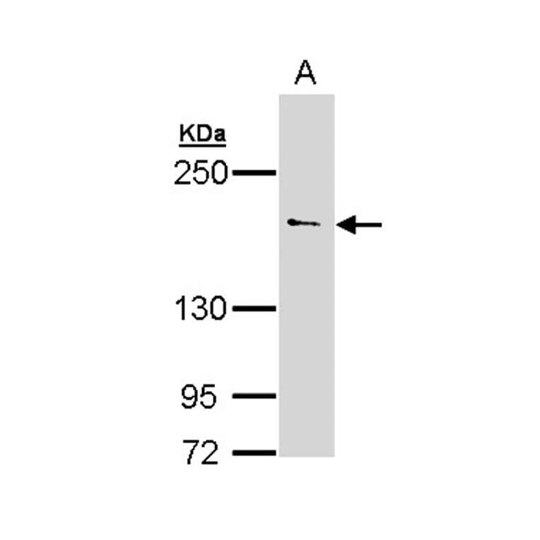 UNC13 (C. elegans)-like antibody from Signalway Antibody (23107) - Antibodies.com