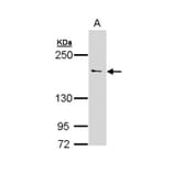 UNC13 (C. elegans)-like antibody from Signalway Antibody (23107) - Antibodies.com